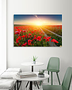 Obraz Makové kvety zs1057